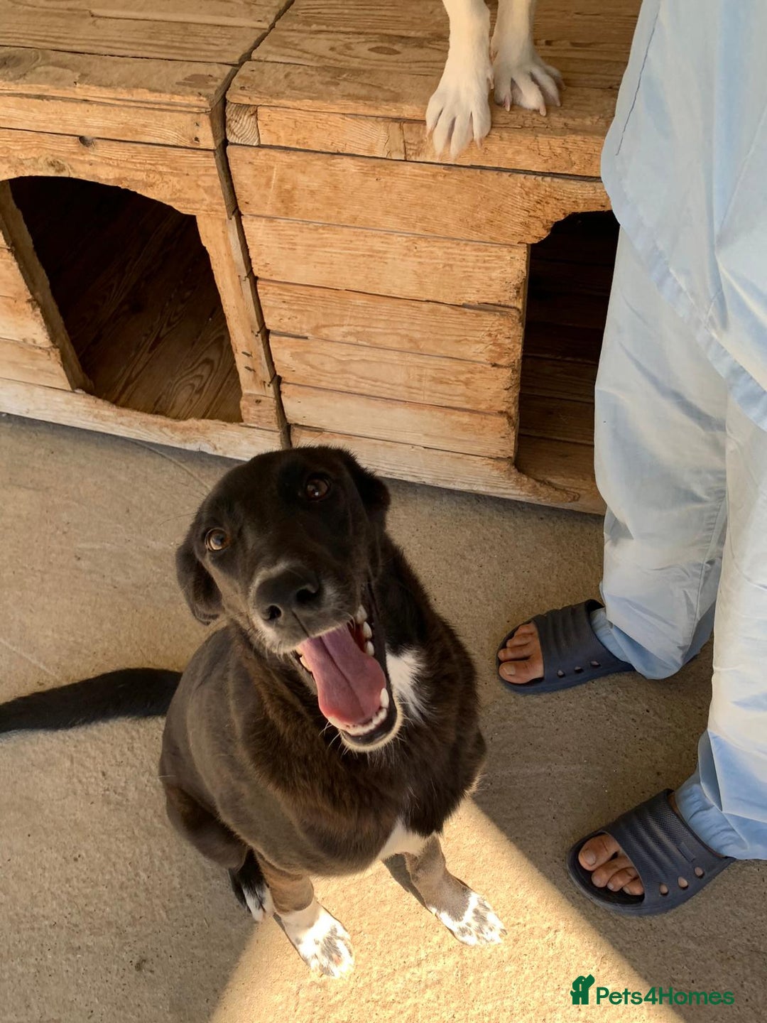 Mixed Breed dogs for adoption: Raven, 1.5 yrs approx. Available for adoption. - Image 2