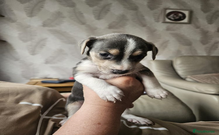 Mixed Breed dogs - Advert 4