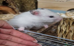 Hamster rodents for sale: long haired male syrain hamster  - Image 2