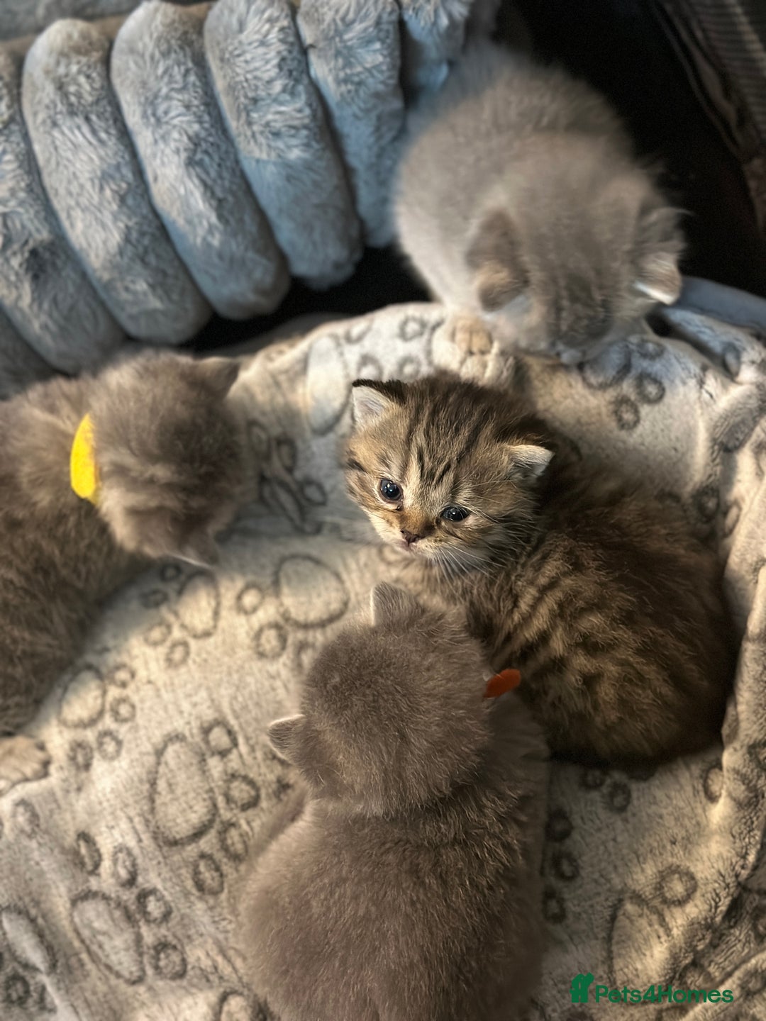 British Shorthair cats for sale: British Shorthair kittens  - Image 11
