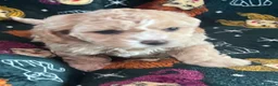Mixed Breed dogs for sale: 6 gorgeous Cavapoochon puppies for sale 🐶💙✨💕 - Advert 8
