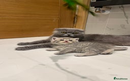 Scottish Fold cats for sale: Pedigree Scottish fold and straight kittens - Image 1