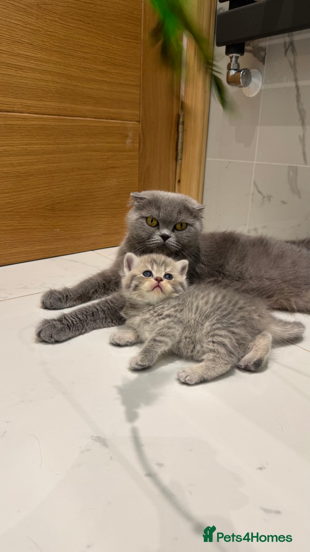 Scottish Fold cats for sale: Pedigree Scottish fold and straight kittens - Image 1
