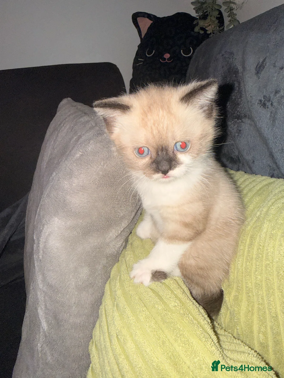 Ragdoll cats for sale: Beautiful Ragdoll mix with Siamese female kitten! in Walsall - Advert 2