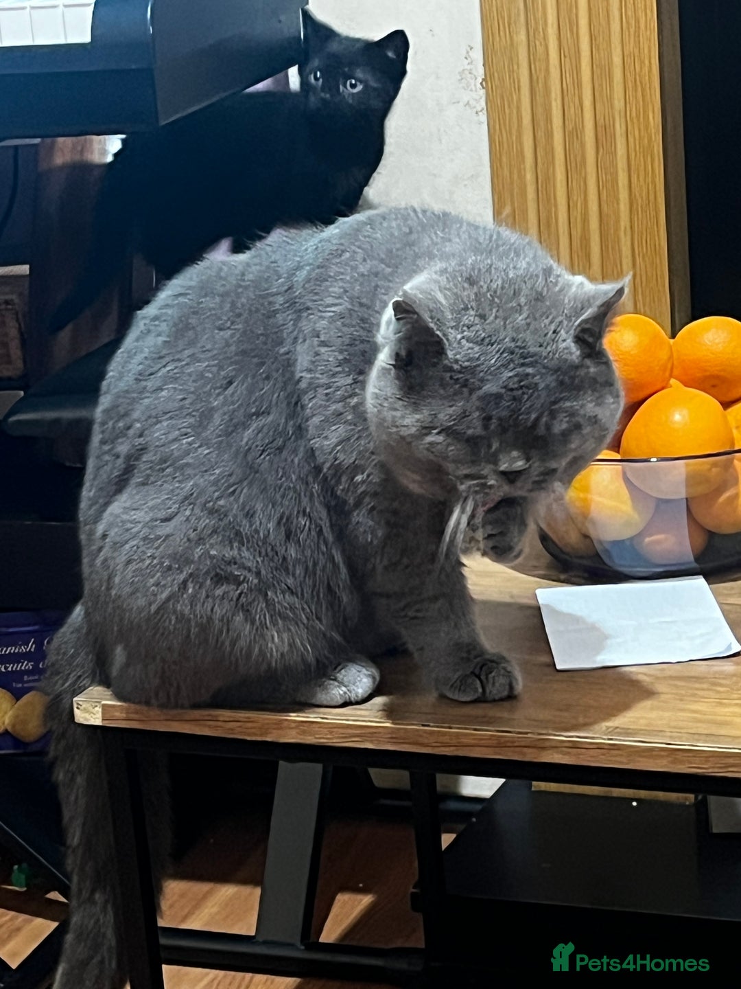 Mixed Breed cats for sale: Five kittens are ready to go now. - Advert 8