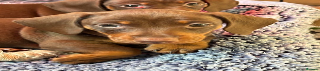 Miniature Dachshund Puppy 1