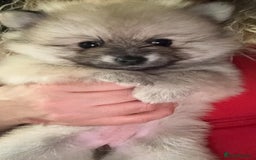 Pomeranian dogs for sale: Beautiful pomeranians in Manchester - Image 21