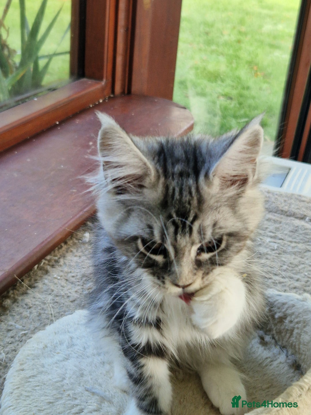 Maine Coon cats for sale: Stunning maine coon kittens - Image 20