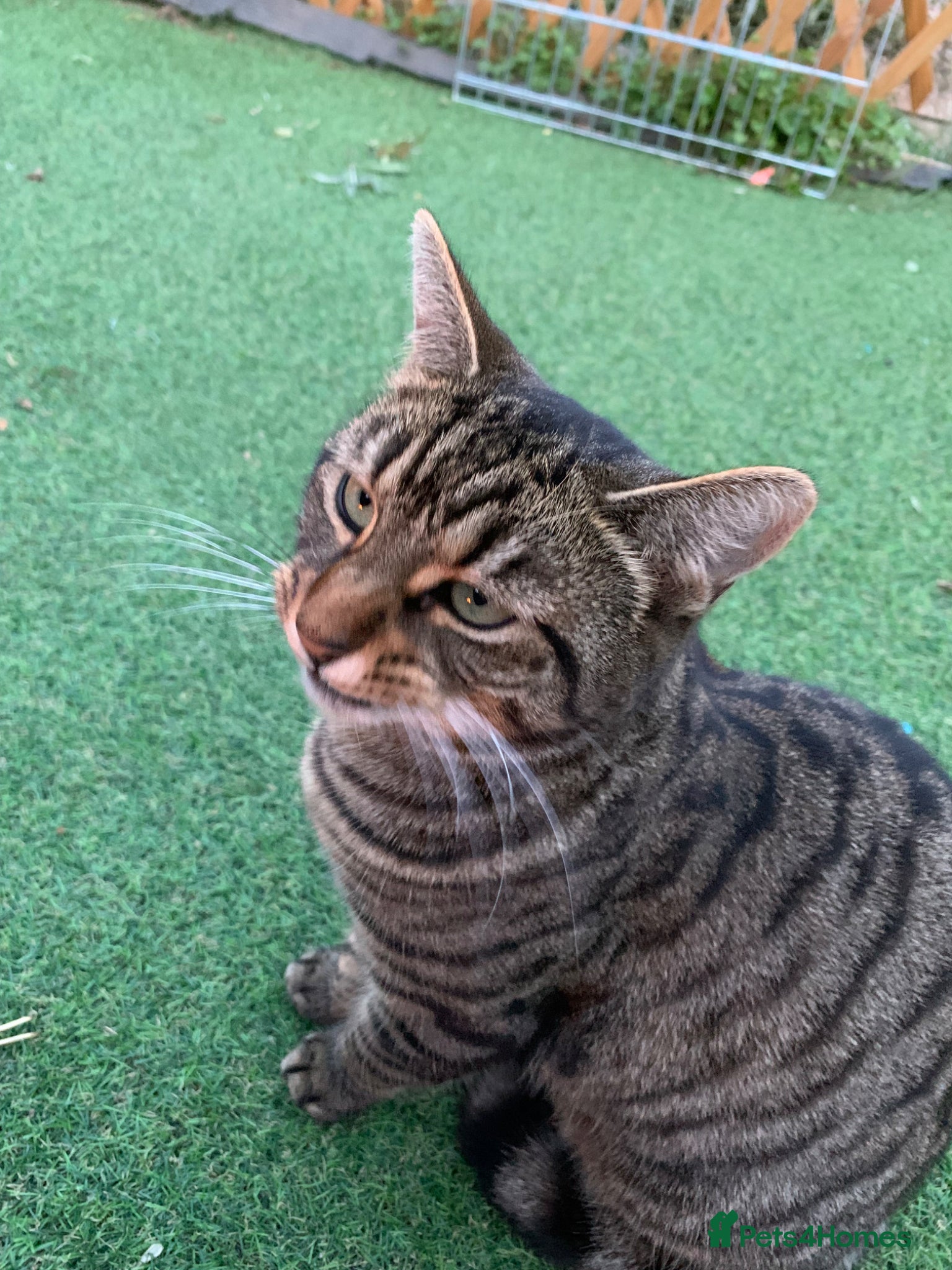 Mixed Breed cats Bengal cross x 2  - Advert 1