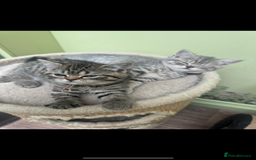 British Shorthair cats for sale: British blue / Scottish striaght kittens  - Image 13