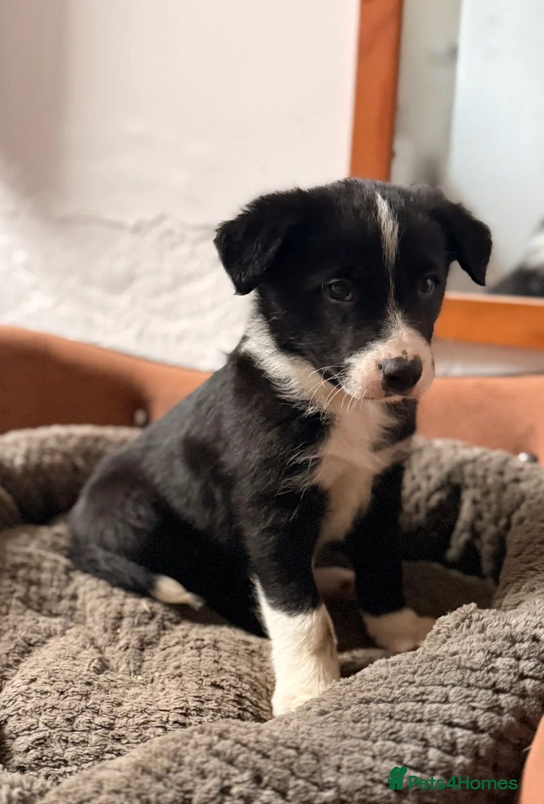 Border Collie dogs for sale: Gorgeous border collie puppies for sale  - Advert 8