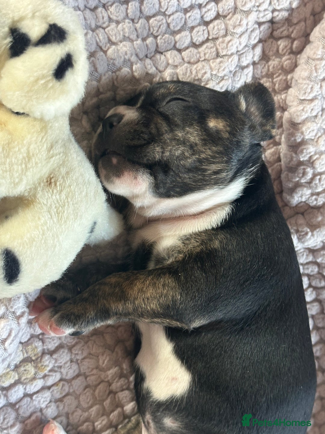 Mixed Breed dogs for sale: 5 week old staffie pups for sale - Image 10