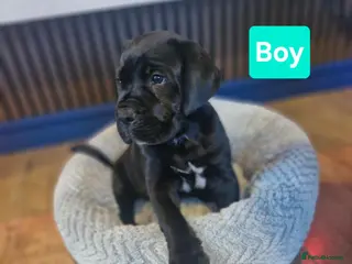 Cane Corso dogs *Ready to leave*Stunning cane corso pups - Advert 6