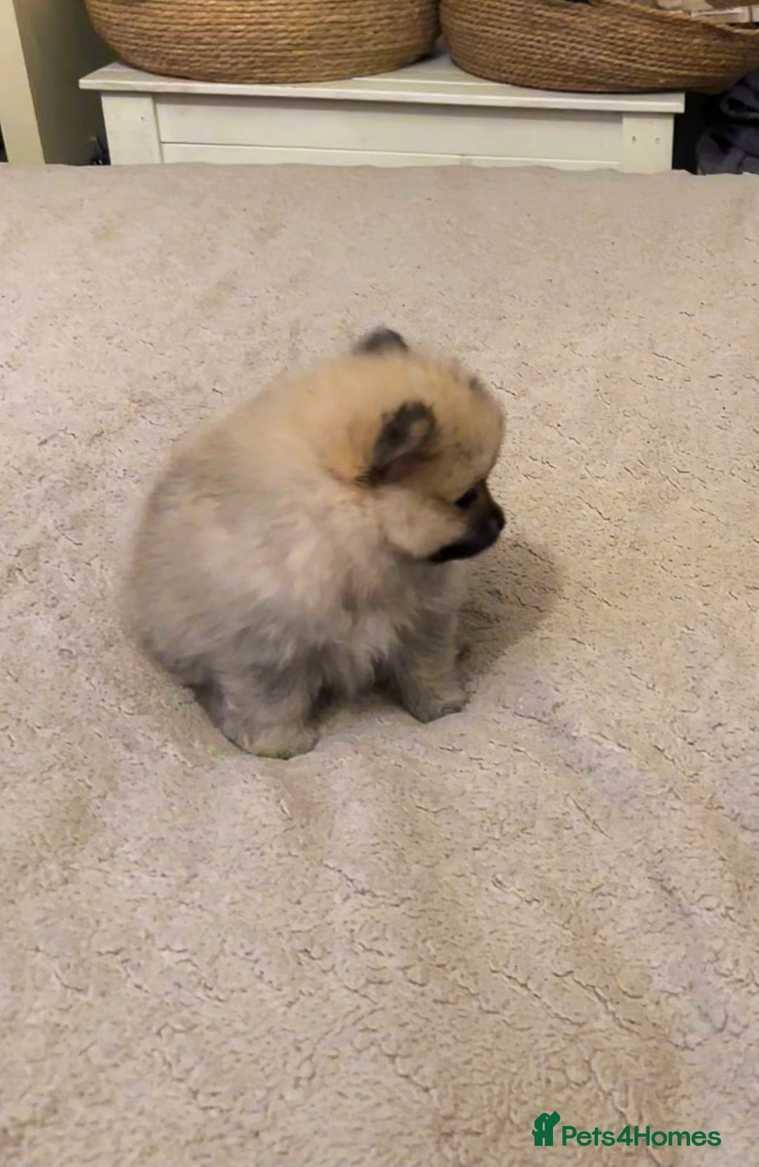 Pomeranian dogs for sale: Pomeranian puppy’s for sale - Advert 7