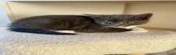 Mixed Breed cats for sale: Grey boy and girl ready for their forever homes - Advert 11