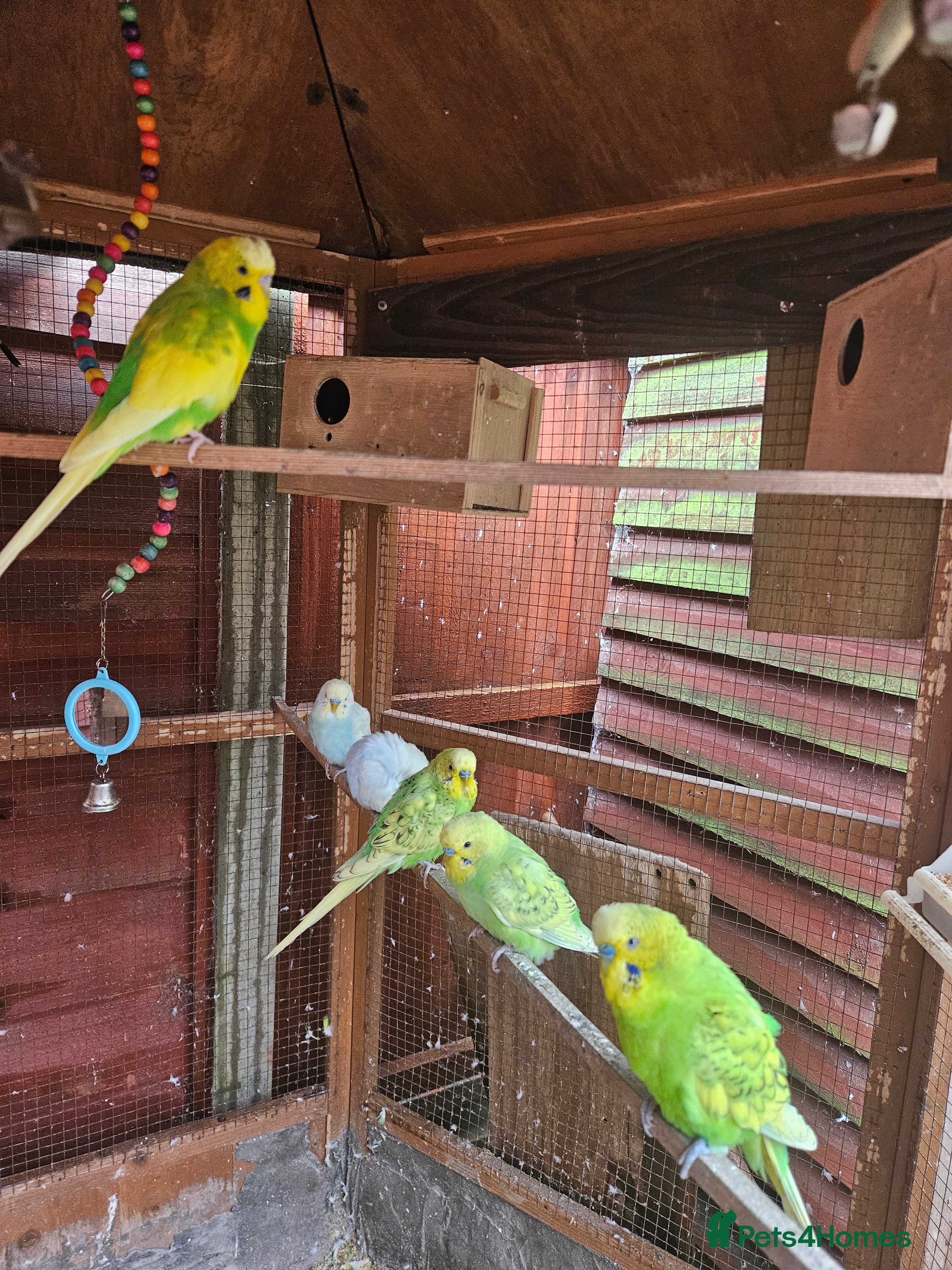 Budgerigars birds Budgies  - Advert 6