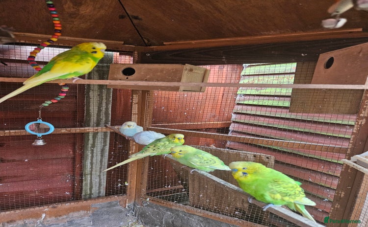 Budgerigars birds - Advert 1