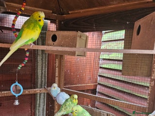 Budgerigars birds - Advert 8