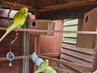 Budgerigars birds Budgies - Advert 16