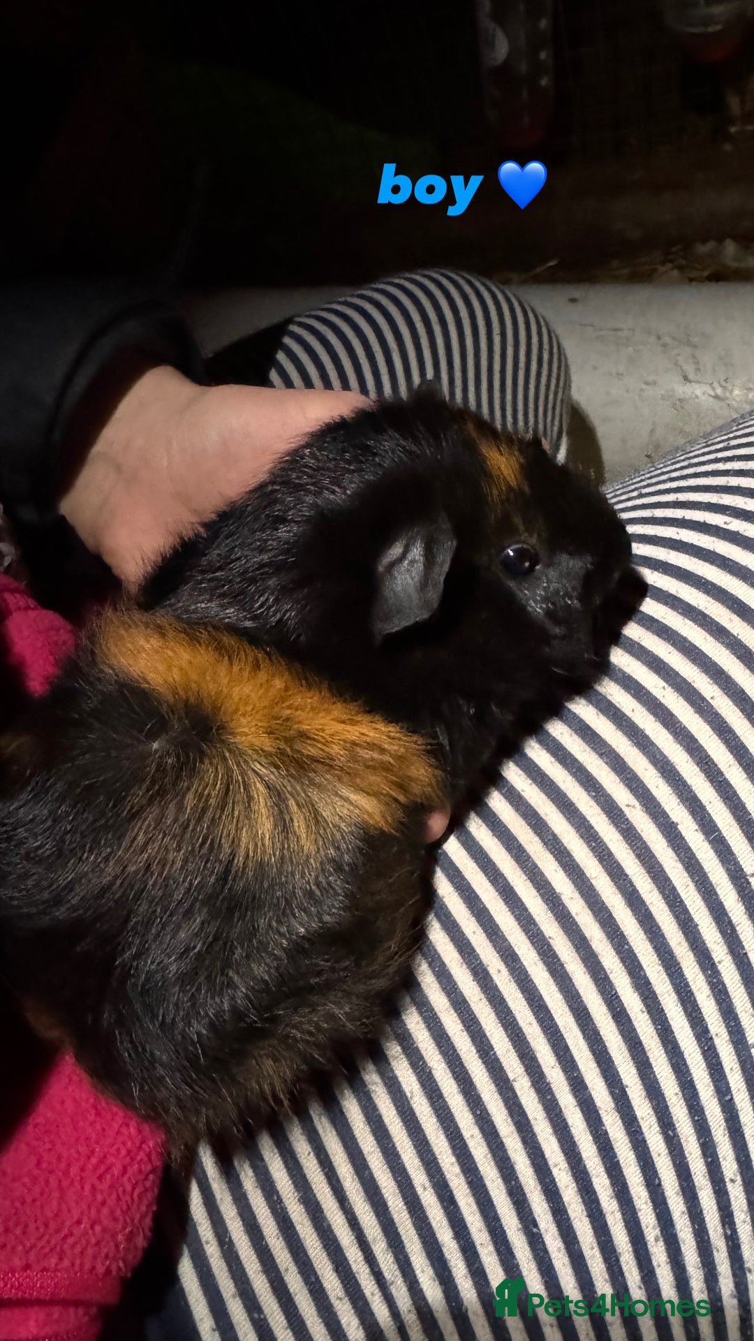 Guinea Pig rodents for sale: baby guinea pigs for sale!  - Advert 13