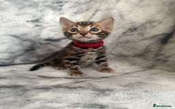 Bengal cats for sale: 🏡Gorgeous Bengal Kittens–Ready for Reservation 🐾 - Image 28