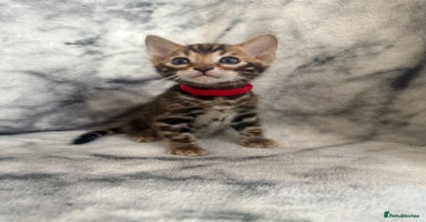 Bengal cats - Advert 15