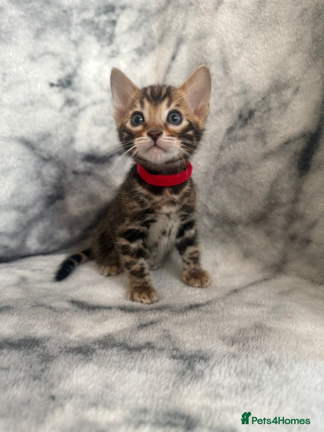 Bengal cats for sale: 🏡Gorgeous Bengal Kittens–Ready for Reservation 🐾 - Image 28