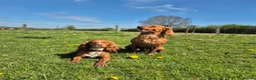Cocker Spaniel dogs for sale: Beautiful working cocker spaniels - Advert 12