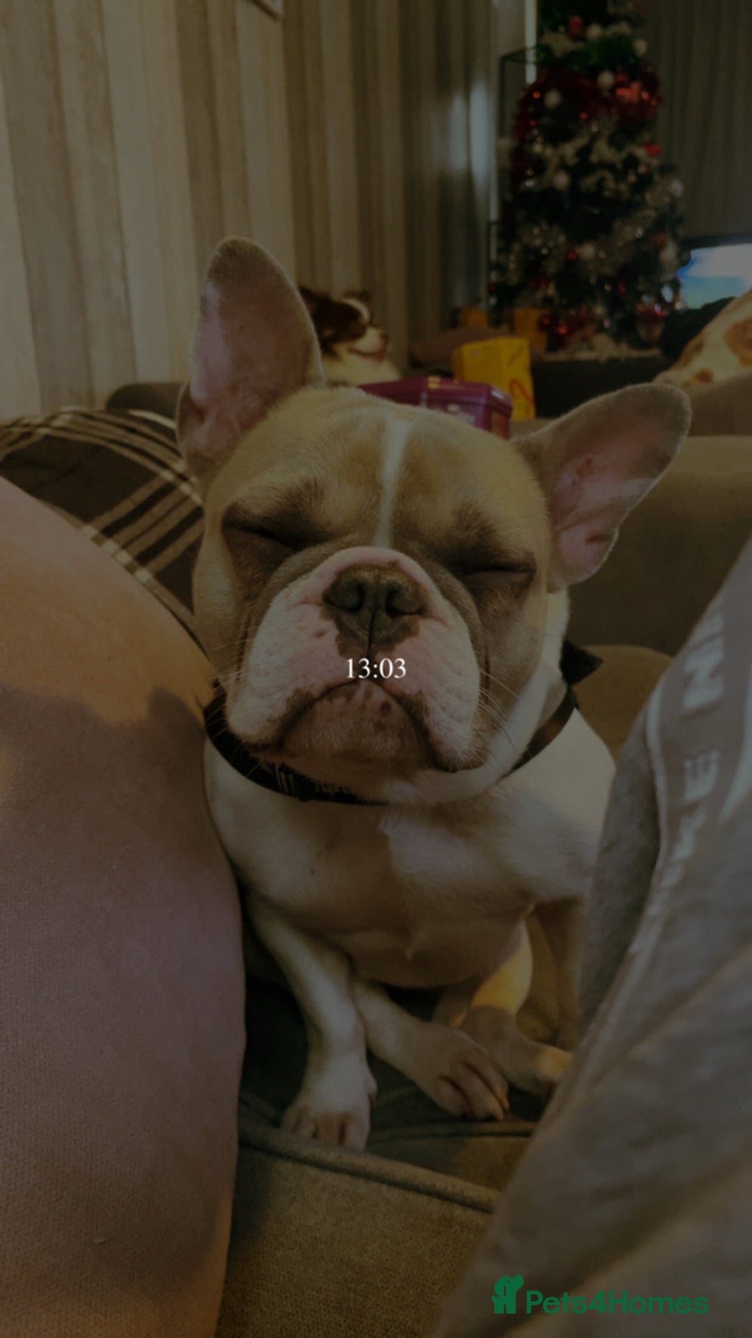 French Bulldog dogs for sale: Harley-Loving Female French Bulldog pet free home - Advert 6
