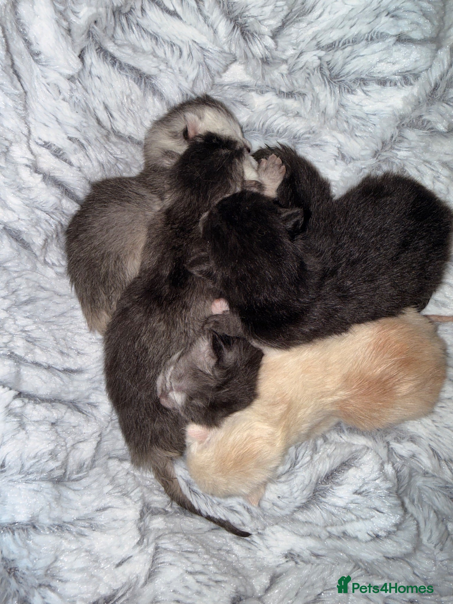 Mixed Breed cats British Shorthair Mixed Kittens  - Advert 1