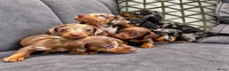 Miniature Dachshund dogs for sale: 🐾 KC Reg Mini Dachshund Pups Licensed Breeder 🐾  - Advert 3