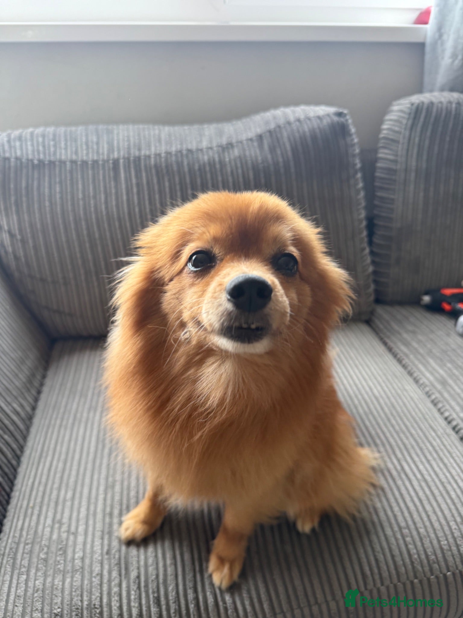Pomeranian dogs Loving Pomeranian looking for a new home - Advert 2