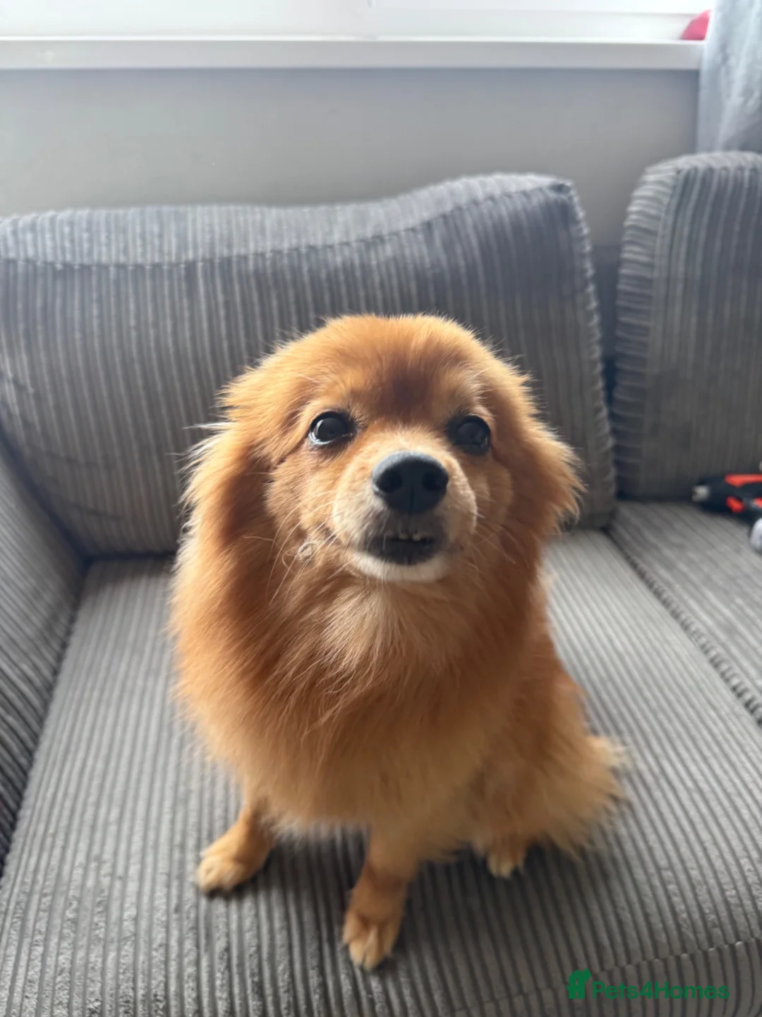 Pomeranian dogs for sale: Loving Pomeranian looking for a new home - Advert 1