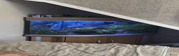 Plecos fish for sale: bristlenose plecos in Rochdale - Advert 3