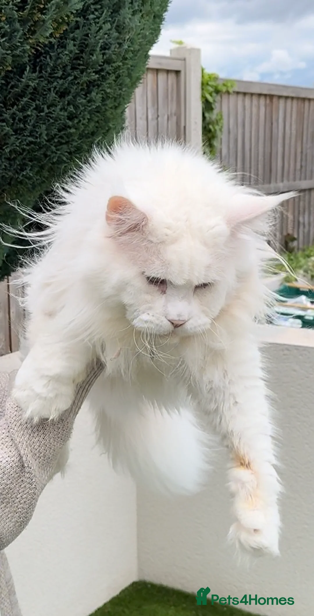 Maine Coon cats for stud: XL STUD AVAILABLE AND KITTENS in Brighouse - Advert 2