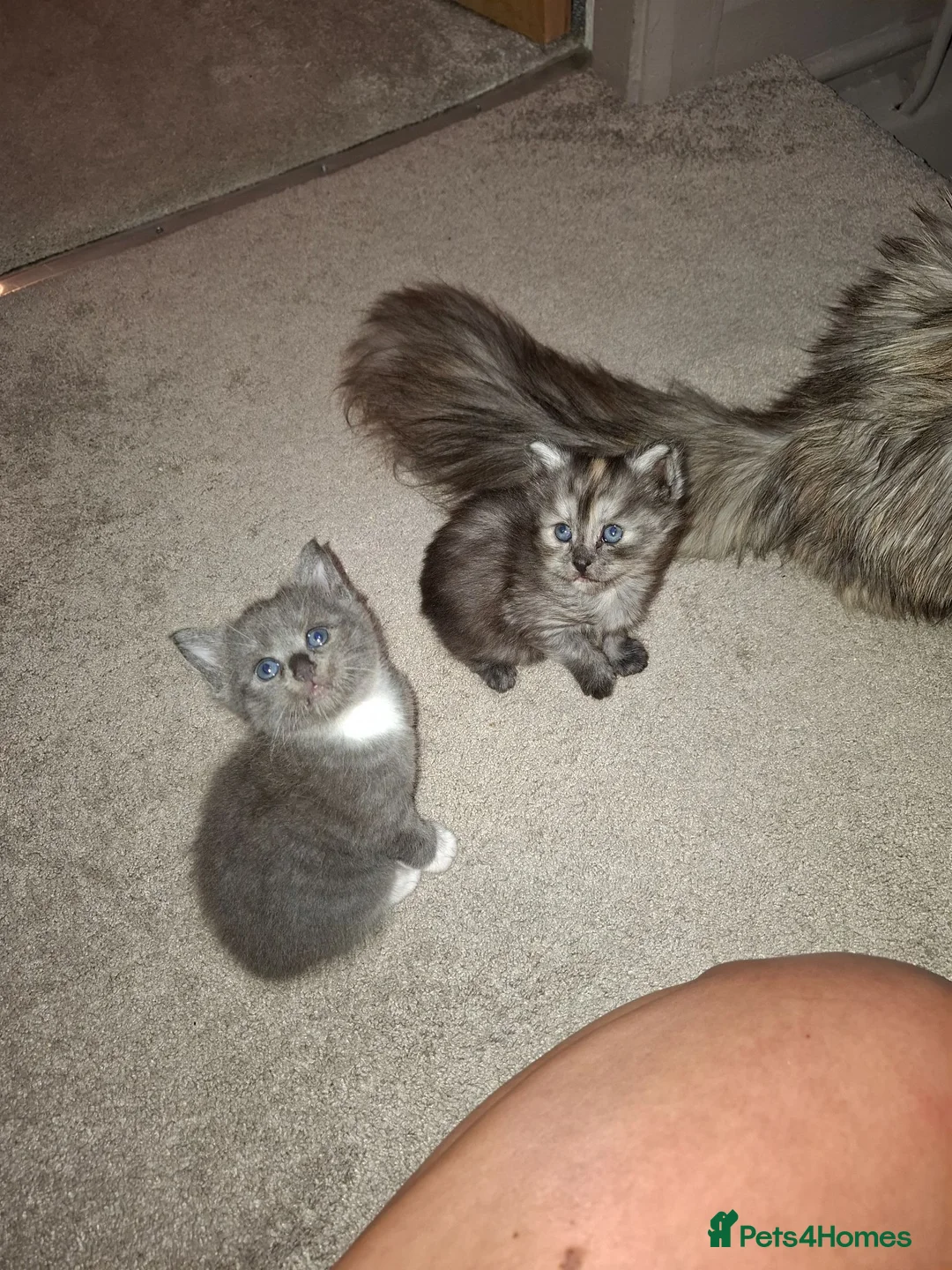 Mixed Breed cats for sale: Mainecoone X 3/4 ragdoll  - Advert 1