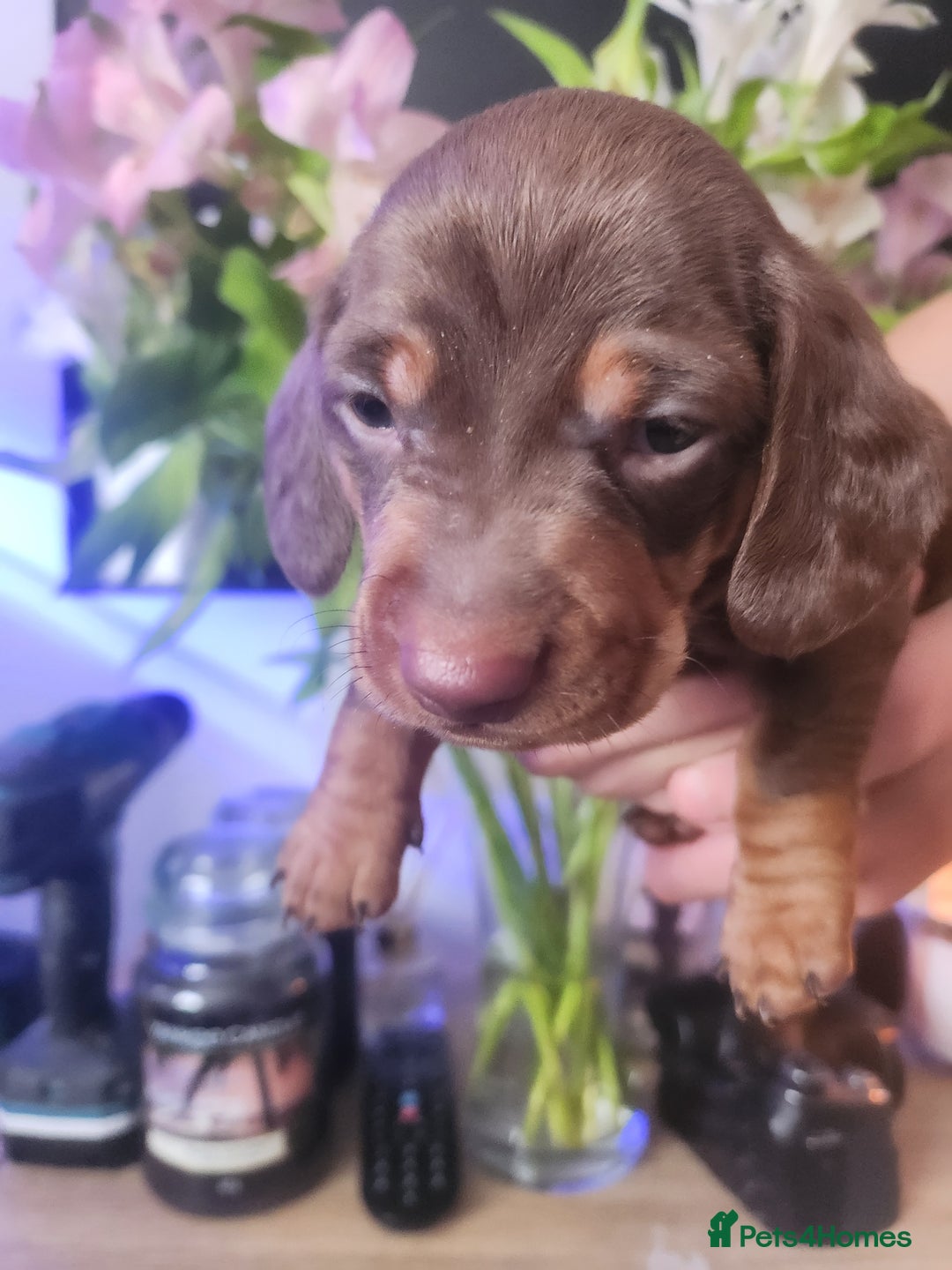 Miniature Dachshund dogs for sale: Chocolate and Tan mini dachshund  - Image 32