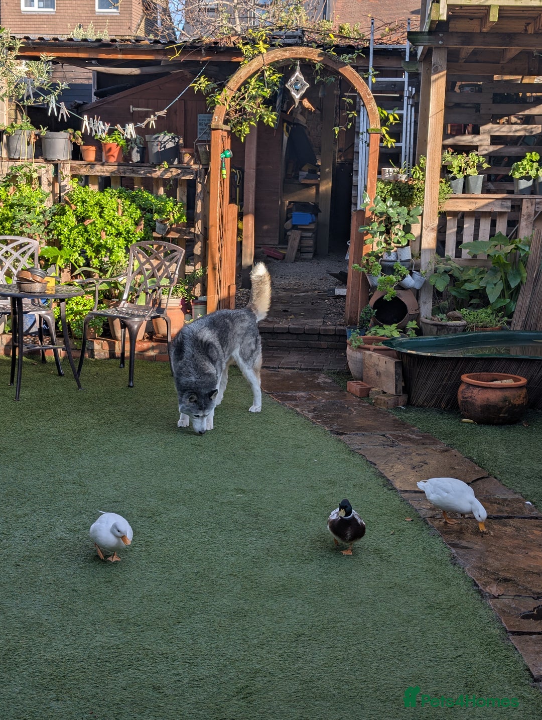 Ducks poultry for sale: Pure white call ducks with pond and cage  - Advert 2