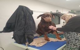 Dobermann dogs for stud: PROVEN SIRE, SON OF COME AS YOU ARE I-REX(Imp Scg) in Leeds - Image 13