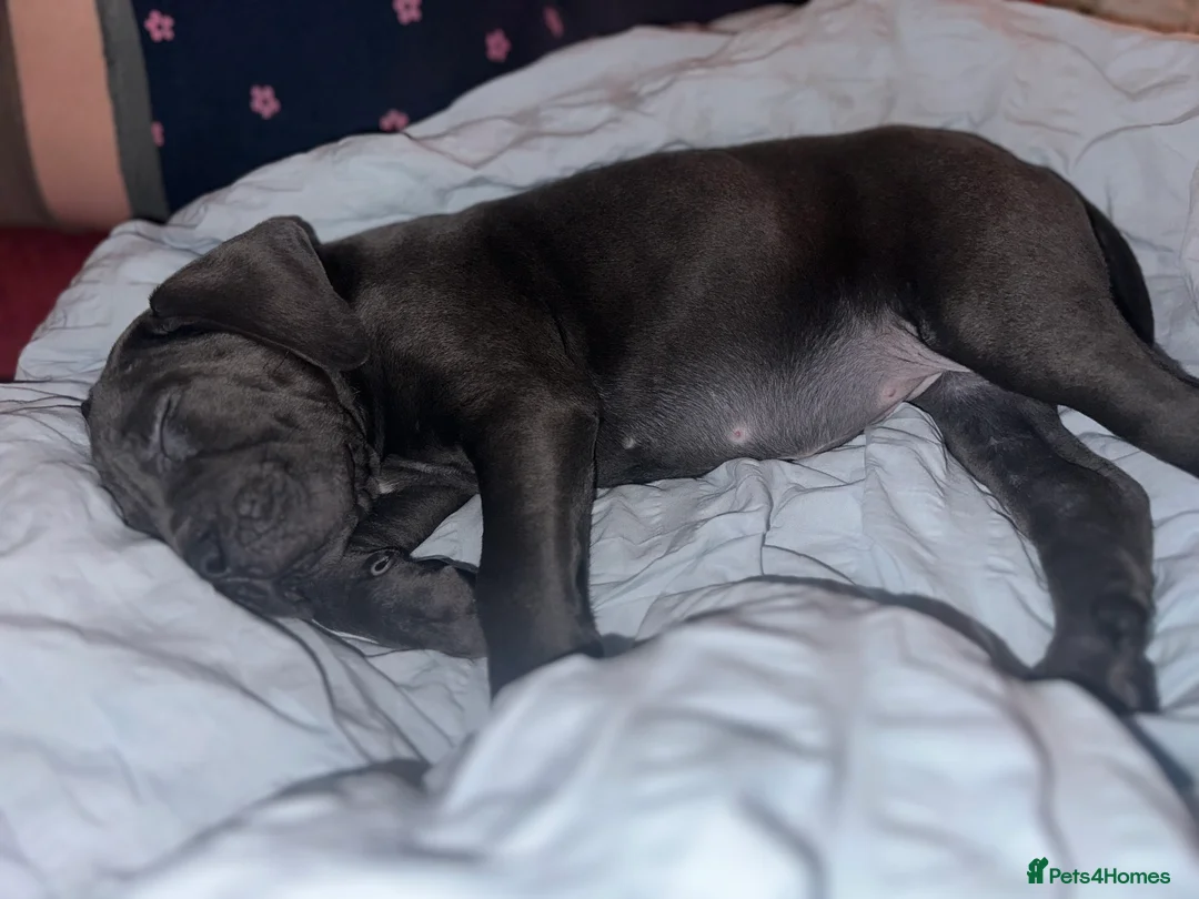 Cane Corso dogs for sale: Balestra Magica Corso IKC/FCI ❤️Last Girl Left❤️ - Advert 13