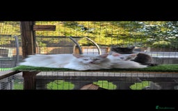 Maine Coon cats for sale: Pedigree XL Mainecoon kittens - Image 5