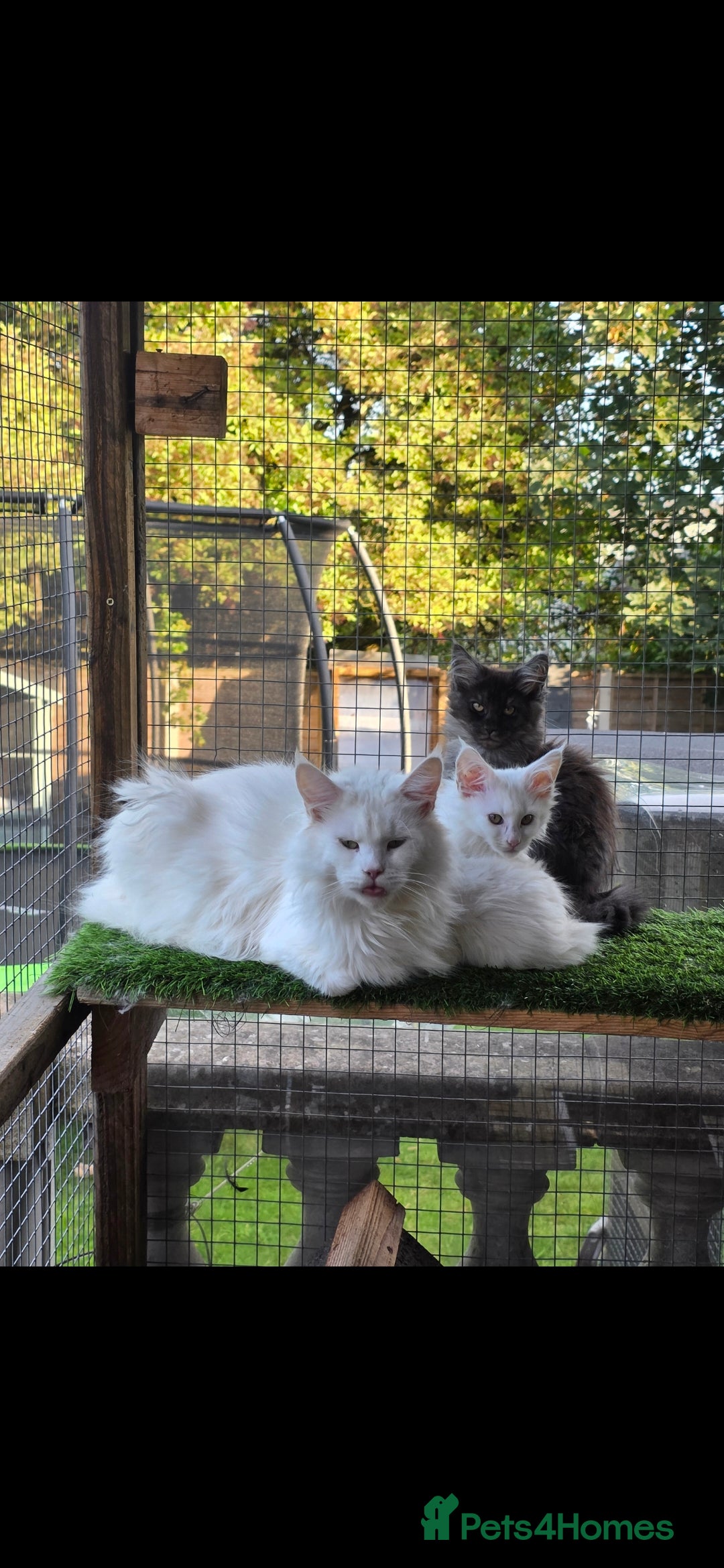 Maine Coon cats for sale: Pedigree XL Mainecoon kittens - Image 5