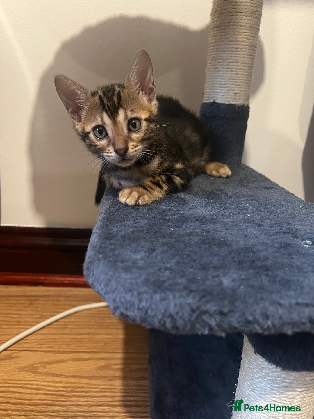 Bengal cats for sale: 🐾 TICA Registered Bengal Kittens 🐆🥰 - Image 22