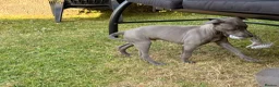 Whippet dogs for sale: Male whippet pup  - Advert 6