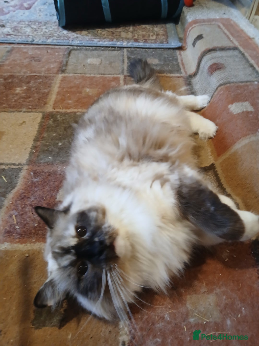 Ragdoll cats for sale: Ragdoll kittens - Image 4