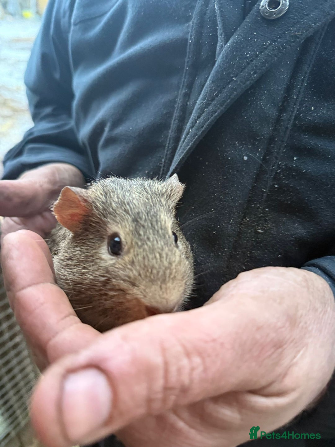 Guinea Pig rodents for sale: 20 lovely guinea pigs for sale  - Advert 4