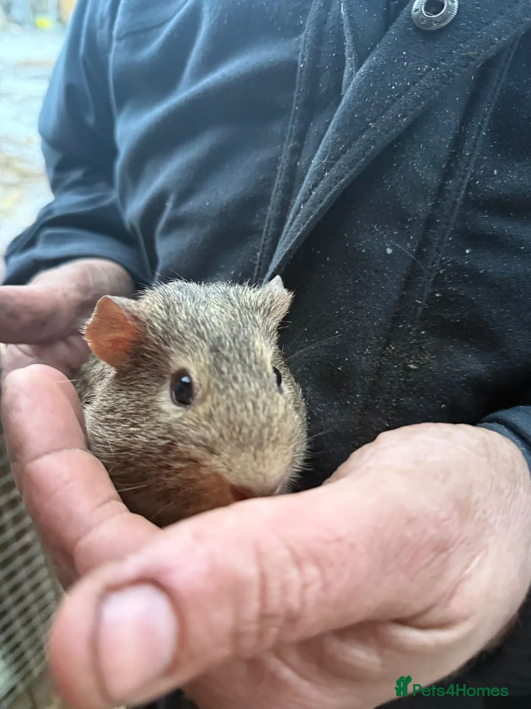 Guinea Pig rodents for sale: 20 guinea pigs for sale  - Advert 4