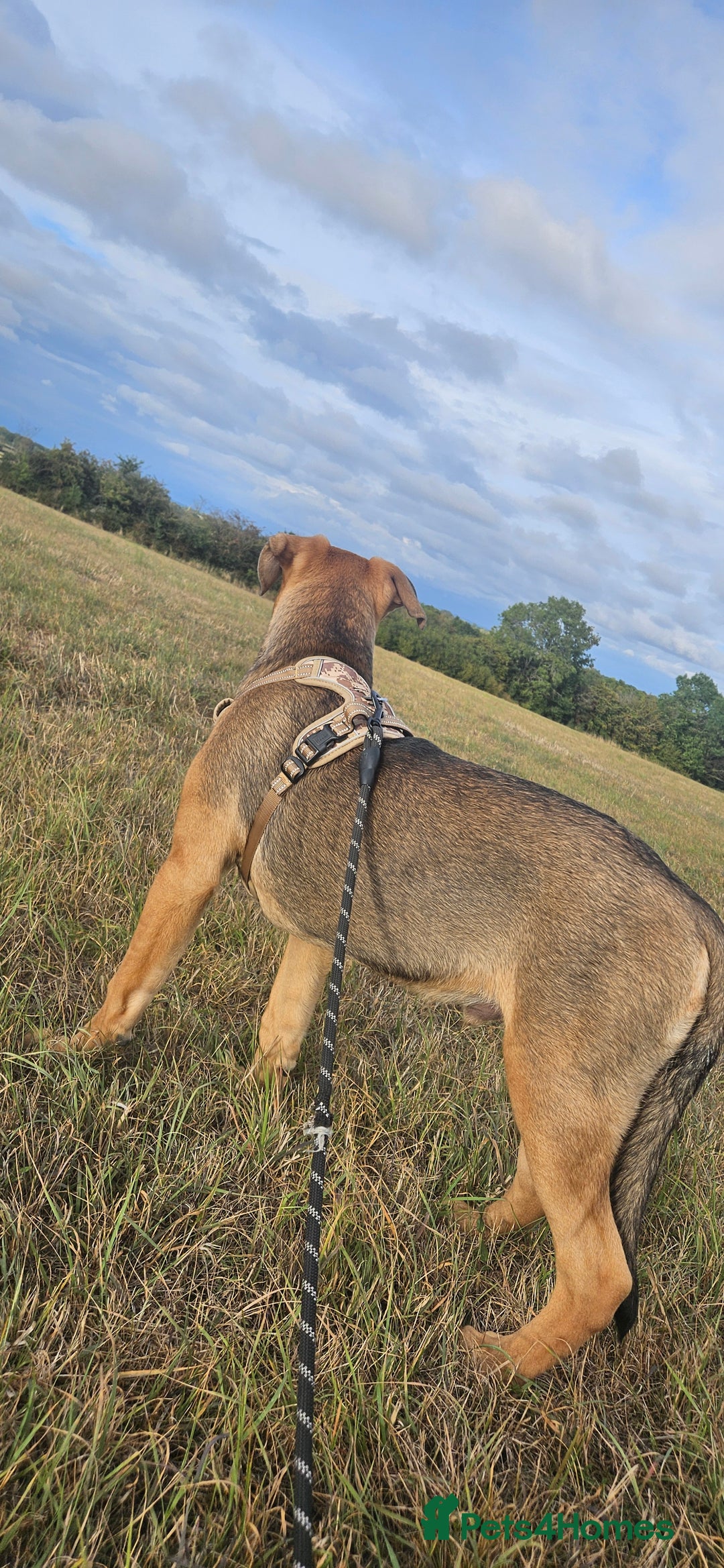 Mixed Breed dogs for sale: 5 month old bullmastiff x Dogue de Bordeaux - Image 3