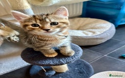 Bengal cats for sale: Bengal mix - Image 27