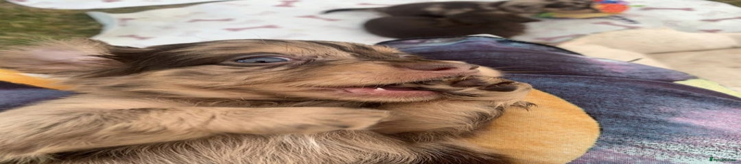 Miniature Dachshund Puppy 5